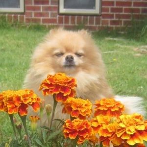 Meet your Posher, Joanne